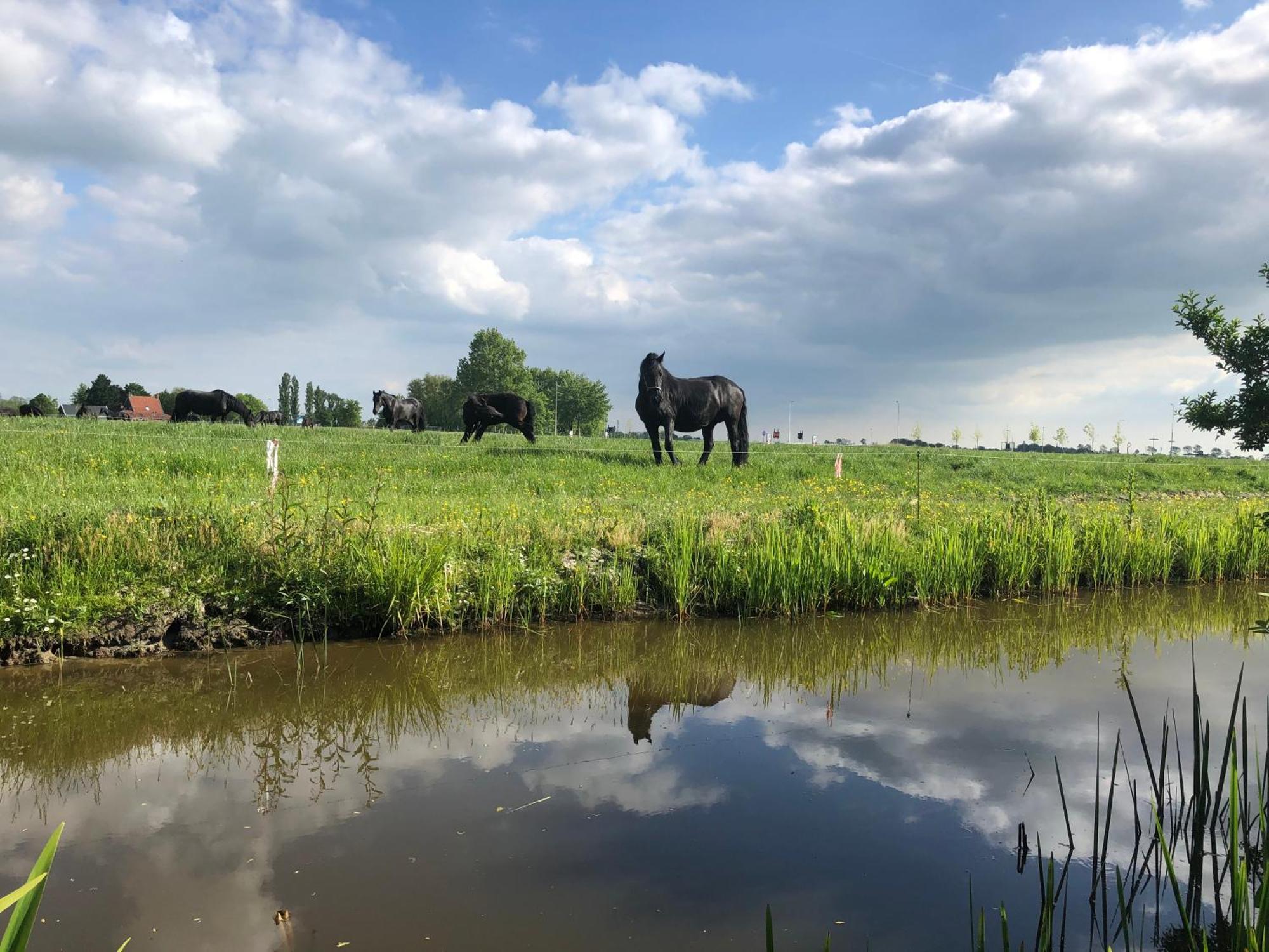 In Friesland Voor De Hele Familie * Huns